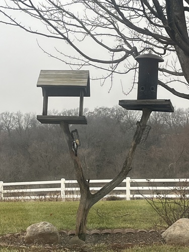 Downy Woodpecker