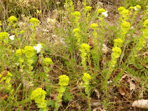 Euphorbia barrelieri