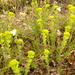 Euphorbia barrelieri - Photo (c) wojtest, todos los derechos reservados