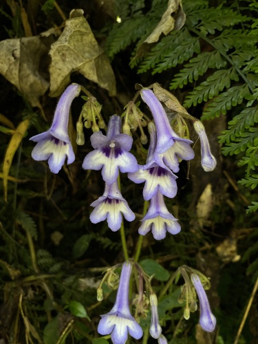 Streptocarpus grandis ssp. grandis