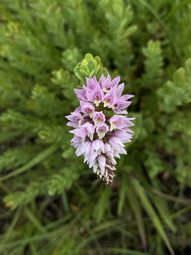 Schizochilus gerrardii