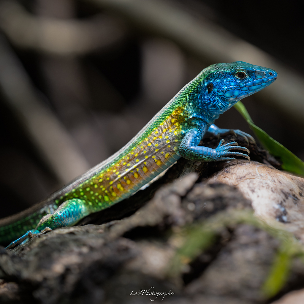 Gaige’S Rainbow Lizard