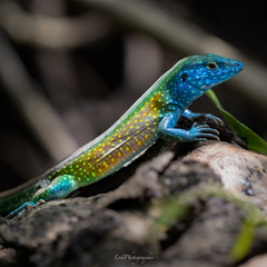 Gaige’S Rainbow Lizard