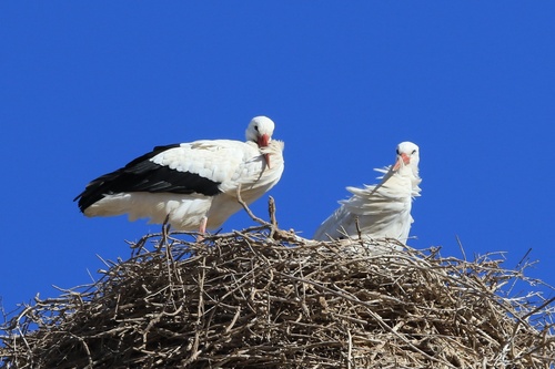 European White Stork