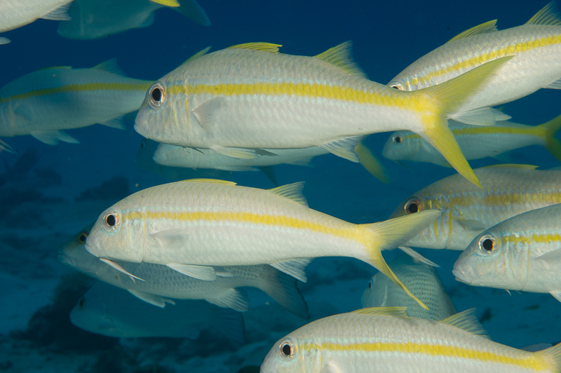 Yellow Goatfish