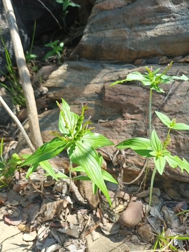 Pink Weed