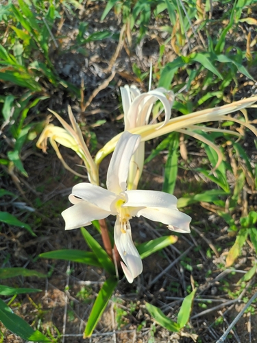 Griffinia gardneriana