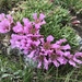 Dwarf Soapwort - Photo (c) t0ntie, all rights reserved, uploaded by t0ntie