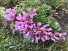 Dwarf Soapwort - Photo (c) t0ntie, all rights reserved, uploaded by t0ntie