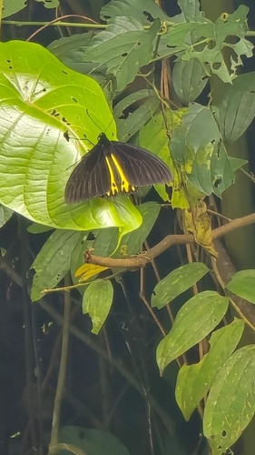 Common Birdwing
