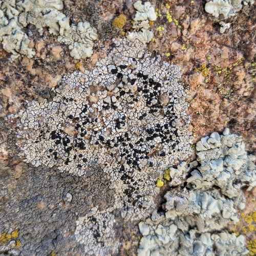 Buellia dispersa