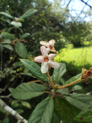 Guettarda uruguensis