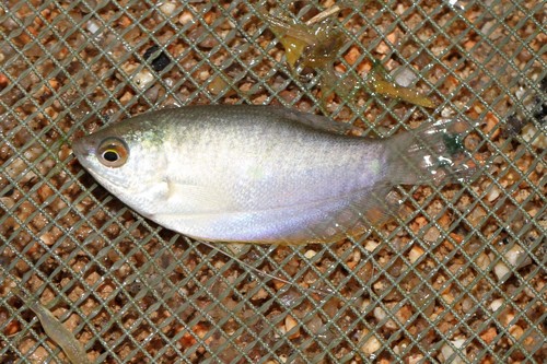 Three Spot Gourami