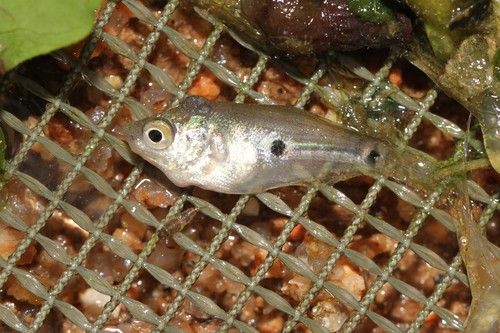 Three Spot Gourami