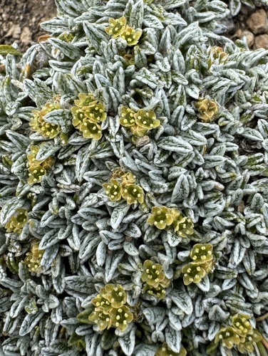 Azorella ameghinoi