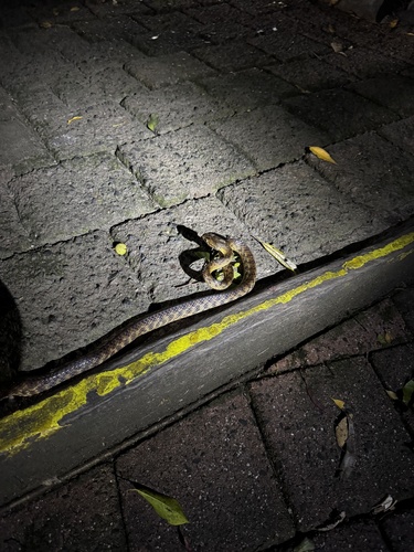 Brown Tree Snake sighting