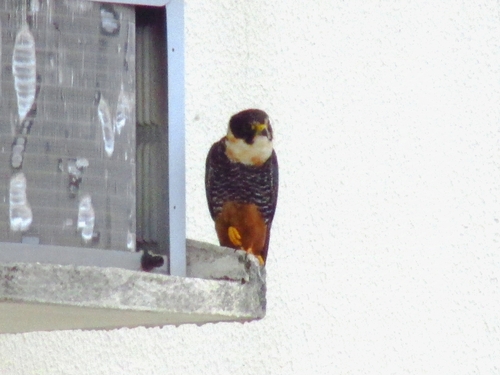 Bat Falcon