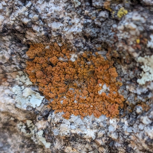 Squamulea squamosa