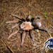 Crassicrus tochtli - Photo (c) arachnida, todos os direitos reservados, uploaded by arachnida