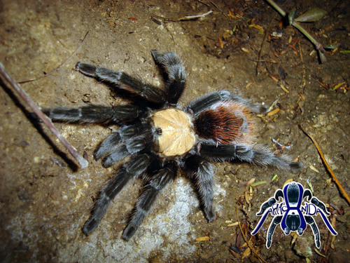 Golden Redrump Tarantula