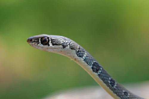 Dahl's Whip Snake