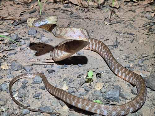 Brown Tree Snake sighting