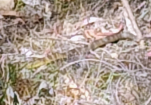 Tiger Snake sighting
