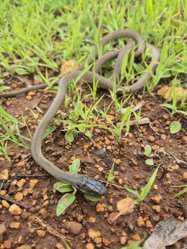 Common Tree Snake sighting