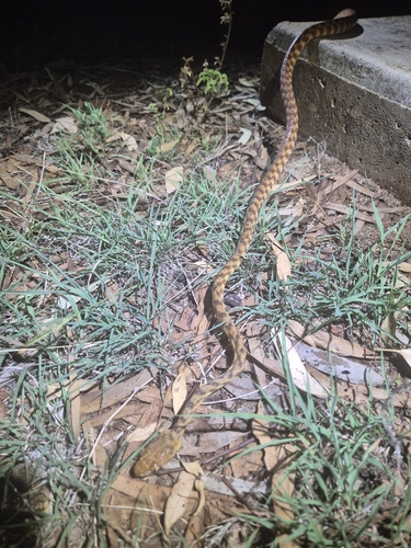 Brown Tree Snake sighting