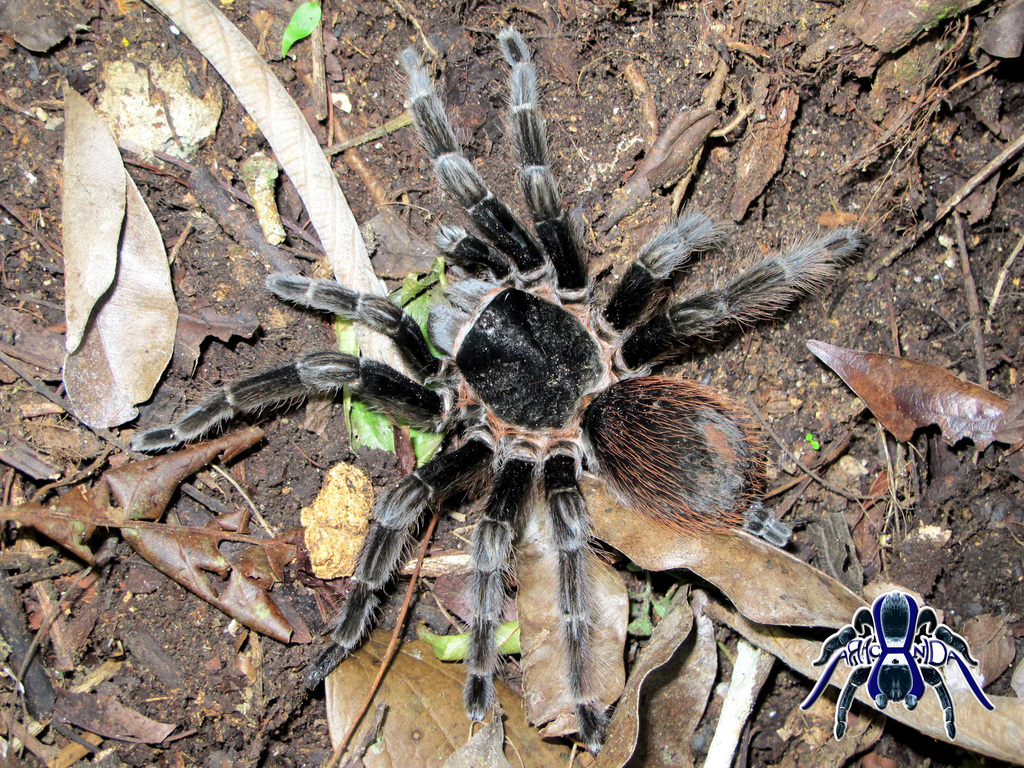 Guatemalan Redrump Tarantula (Brachypelma sabulosum) · iNaturalist