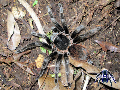 Guatemalan Red-rump Tarantula