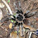 Guatemalan Redrump Tarantula - Photo (c) arachnida, all rights reserved, uploaded by arachnida