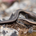 European Copper Skink - Photo (c) Clo, all rights reserved, uploaded by Clo