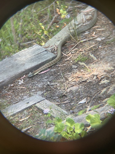 Tiger Snake sighting