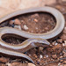 Peloponnese Slowworm - Photo (c) Clo, all rights reserved, uploaded by Clo