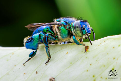 Euglossa cybelia