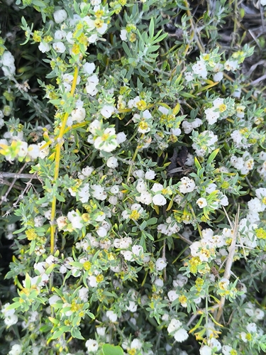Waxberry Plant