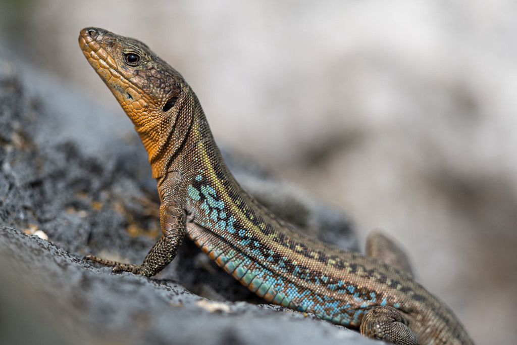Eastern Peloponnese Wall Lizard
