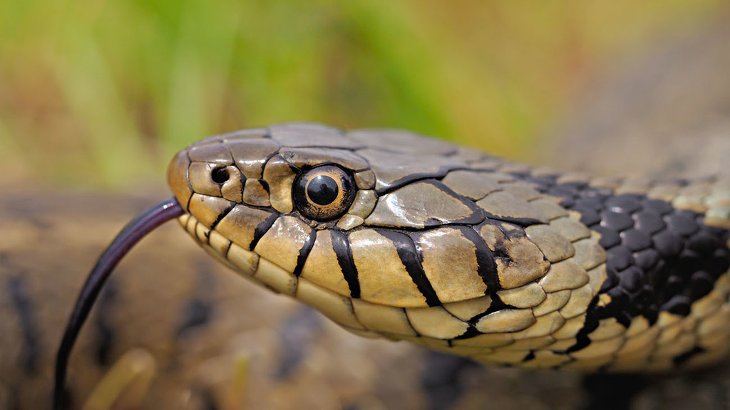 Grass Snake - Natrix Natrix Stock Image - Image of nature, defense