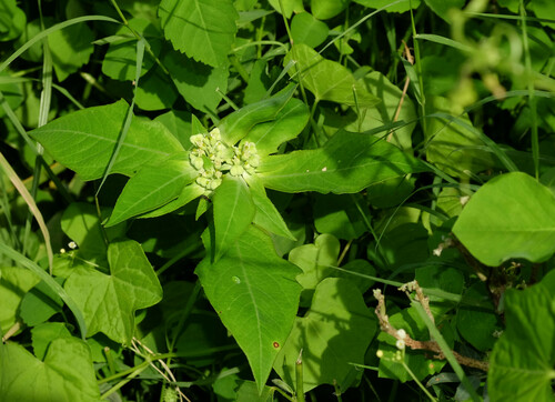 painted spurge