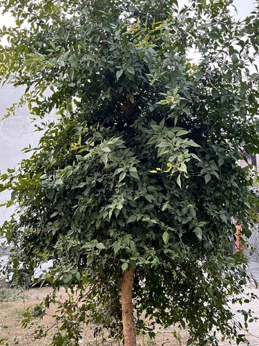 Coral jasmine