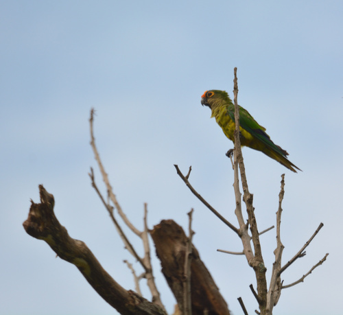 Peach-fronted Parakeet