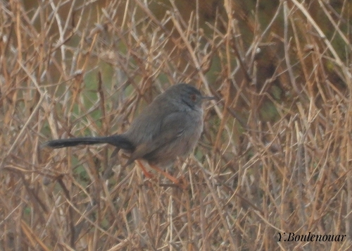 Dartford Warbler
