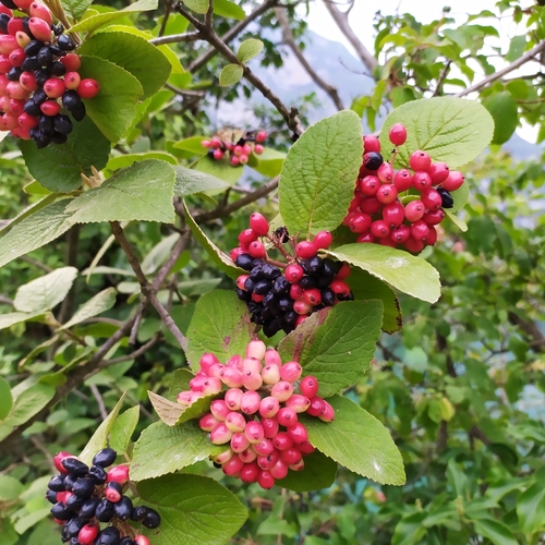 Sodinis putinas nuotrauka