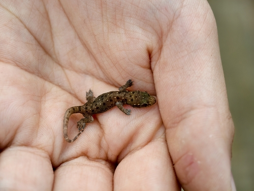 Common Four-clawed Gecko