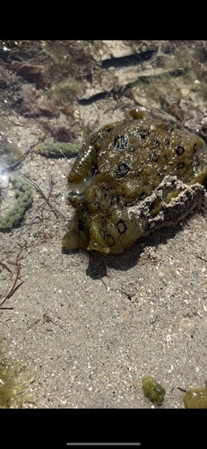 spotted seahare