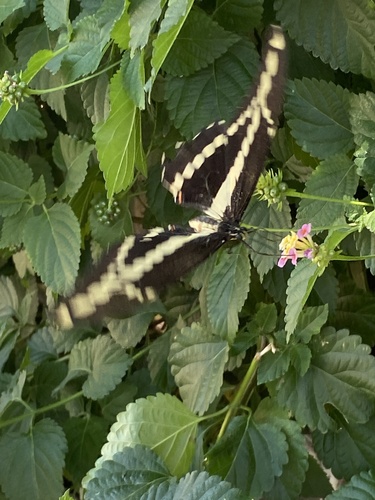 Thoas Swallowtail