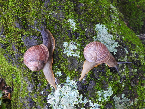 Humboldtiana nuevoleonis