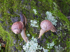 Image of Humboldtiana nuevoleonis