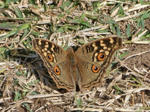 Lemon Pansy